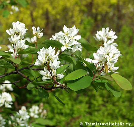 Amelanchier alnifolia, marjatuomipihlaja